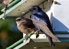 PurpleMartin-0031.jpg