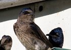 PurpleMartin-0032.jpg