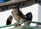 PurpleMartin-0033.jpg