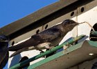 PurpleMartin-0034.jpg