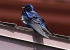 PurpleMartin-0035.jpg