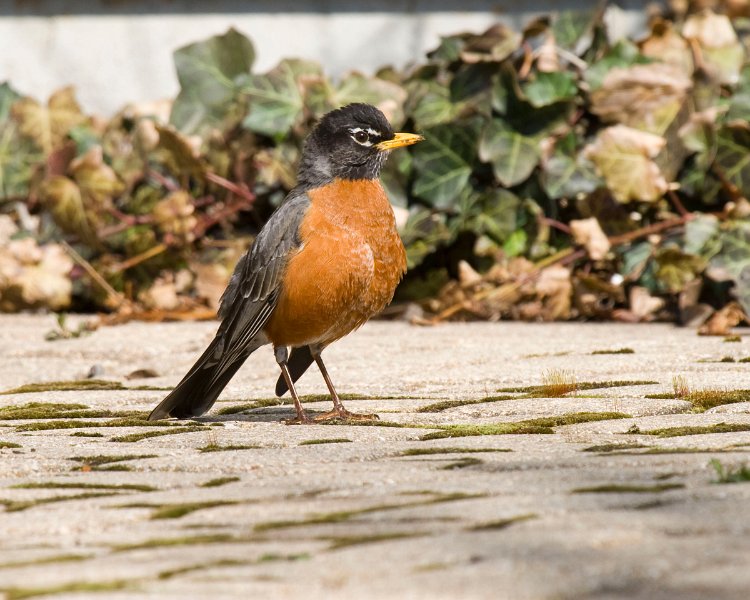 Robin-0006