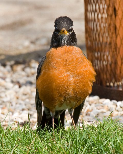 Robin-0007