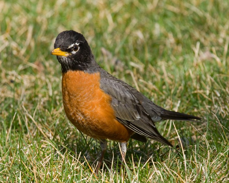 Robin-0008