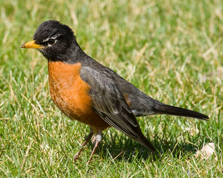 Robin-0009