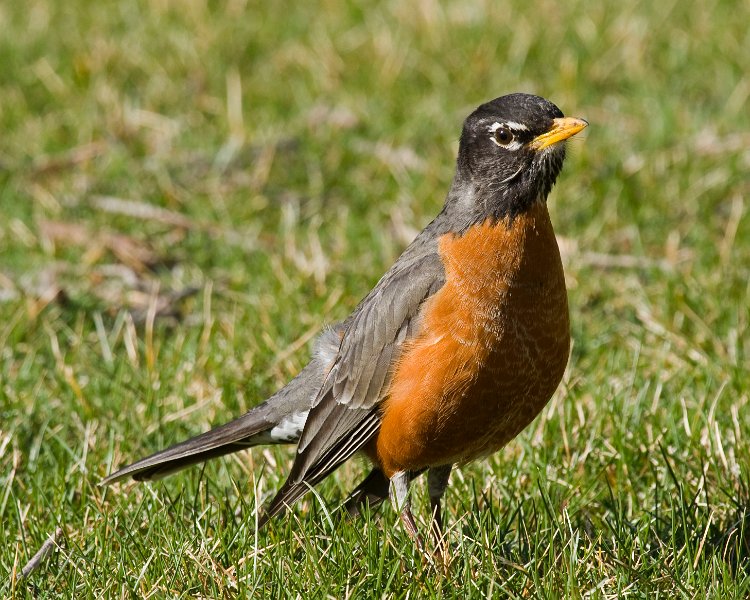 Robin-0015