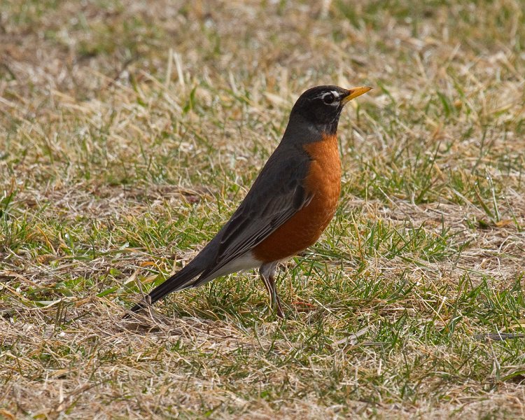 Robin-0018