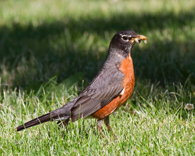 Robin-0022