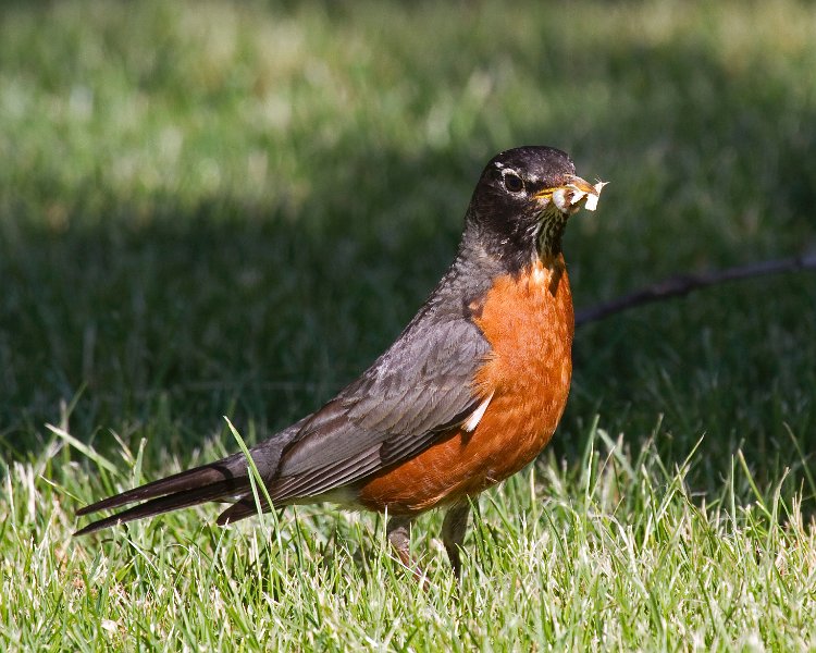 Robin-0023