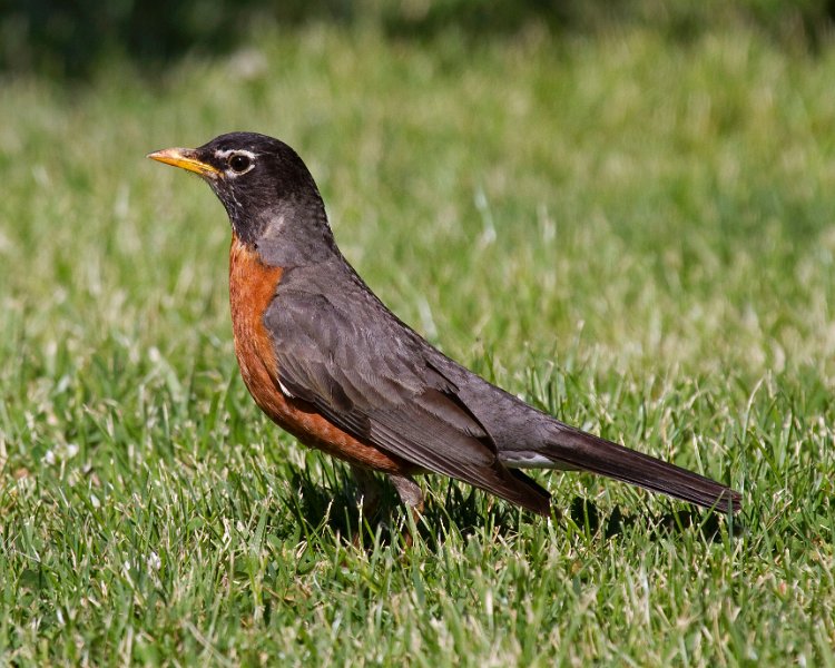 Robin-0024