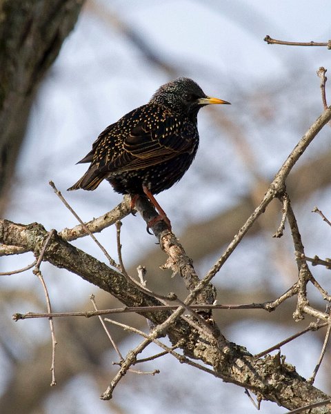 Starling-0006