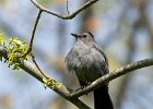 Catbird-0011.jpg