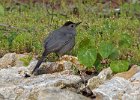 Catbird-0012.jpg