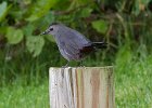 Catbird-0013.jpg