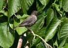 Catbird-0014.jpg