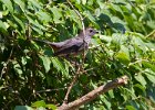 Catbird-0015.jpg