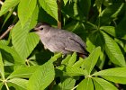 Catbird-0016.jpg