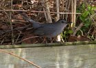 Catbird-0017.jpg