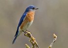 EBluebird-0023.jpg