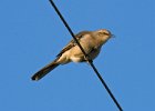 Mockingbird-0003.jpg