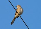 Mockingbird-0004.jpg