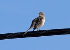 Mockingbird-0005.jpg