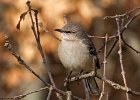 Mockingbird-0007.jpg