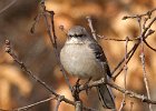 Mockingbird-0008.jpg