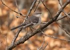 Mockingbird-0009.jpg