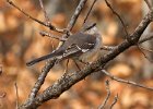 Mockingbird-0010.jpg