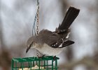 Mockingbird-0011.jpg