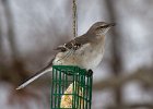 Mockingbird-0012.jpg