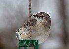 Mockingbird-0013.jpg