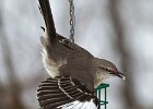 Mockingbird-0015.jpg