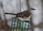 Mockingbird-0017.jpg