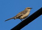 Mockingbird-0019.jpg