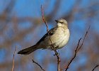 Mockingbird-0020.jpg