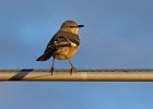 Mockingbird-0021.jpg