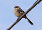 Mockingbird-0022.jpg