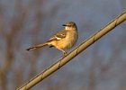 Mockingbird-0023.jpg