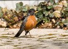 Robin-0006.jpg