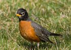 Robin-0008.jpg