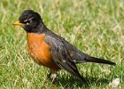 Robin-0009.jpg