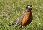 Robin-0015.jpg