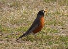 Robin-0018.jpg