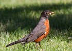 Robin-0022.jpg