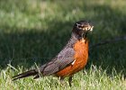 Robin-0023.jpg