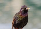 Starling-0001.jpg