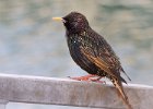 Starling-0002.jpg