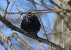 Starling-0003.jpg